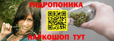 стафф Кингисепп